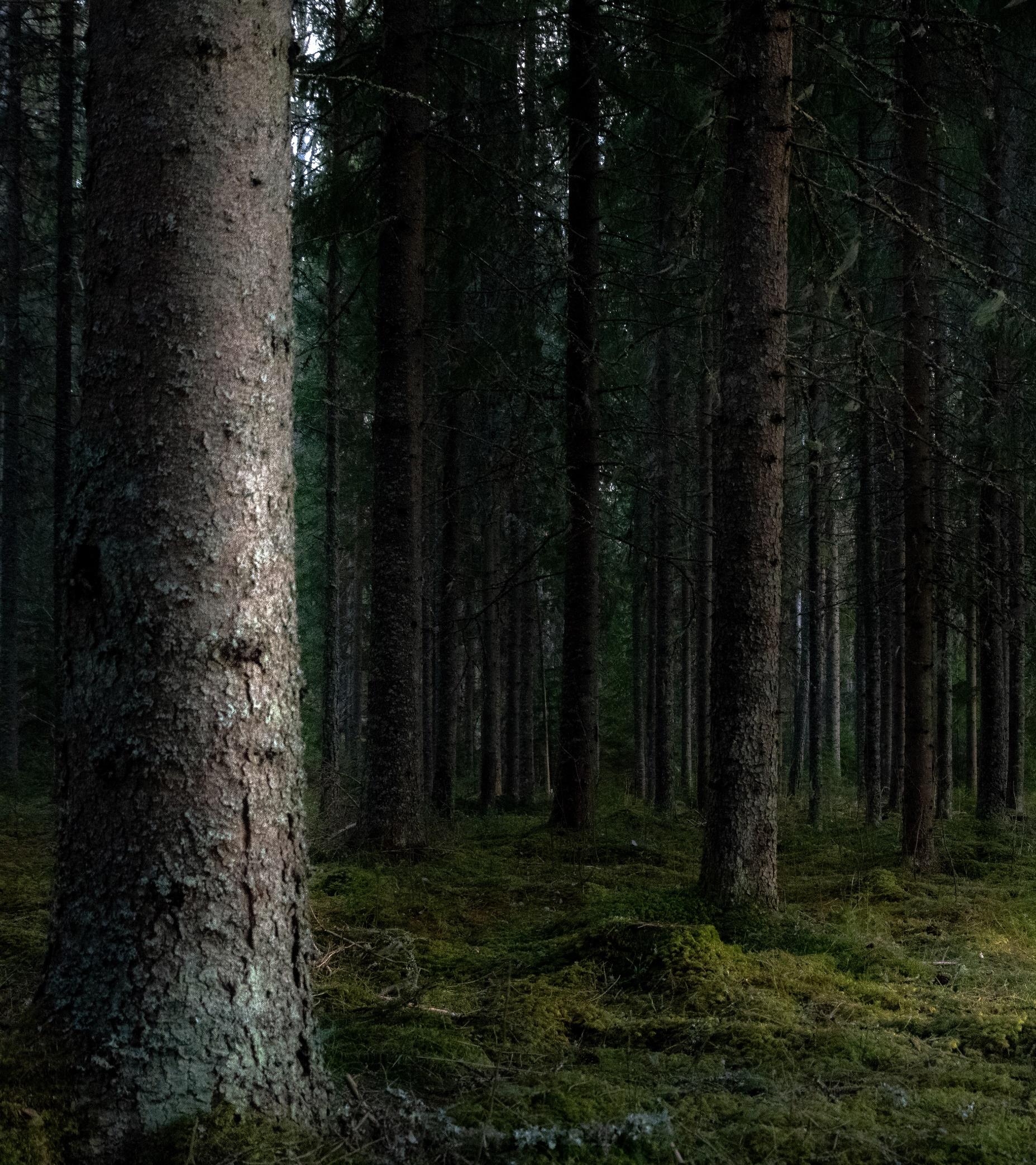 Below-canopy autonomous forest survey
